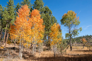 A wild grove of quaking aspen (Populus tremuloides) with gorgeous fall colors. Another species on Pacific Northwest native tree available at Sparrowhawk Native Plants, native plant nursery, in Portland, Oregon.