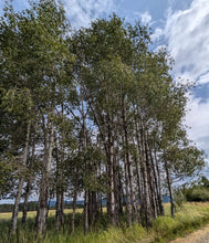 Load image into Gallery viewer, A wild grove of quaking aspen (Populus tremuloides). Another species on Pacific Northwest native tree available at Sparrowhawk Native Plants, native plant nursery, in Portland, Oregon.