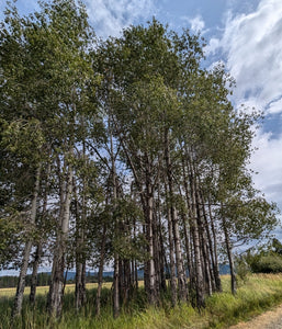 A wild grove of quaking aspen (Populus tremuloides). Another species on Pacific Northwest native tree available at Sparrowhawk Native Plants, native plant nursery, in Portland, Oregon.