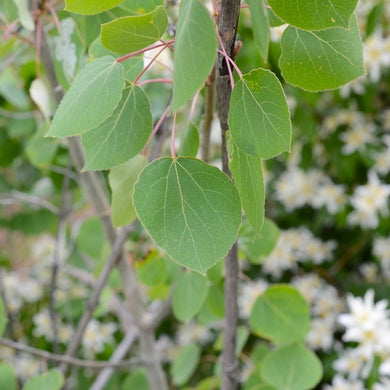 Close up of the bright green leaves of quaking aspen (Populus tremuloides). Another species on Pacific Northwest native tree available at Sparrowhawk Native Plants, native plant nursery, in Portland, Oregon.