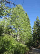 Load image into Gallery viewer, Mature form of a quaking aspen tree (Populus tremuloides). Another species on Pacific Northwest native tree available at Sparrowhawk Native Plants, native plant nursery, in Portland, Oregon.