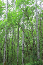 Load image into Gallery viewer, A grove of quaking aspen trees (Populus tremuloides). Another species on Pacific Northwest native tree available at Sparrowhawk Native Plants, native plant nursery, in Portland, Oregon.