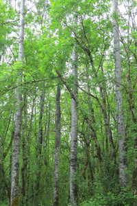 A grove of quaking aspen trees (Populus tremuloides). Another species on Pacific Northwest native tree available at Sparrowhawk Native Plants, native plant nursery, in Portland, Oregon.