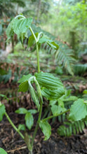 Load image into Gallery viewer, Hooker’s fairybells (Prosartes hookeri) with leaves unfurling in early spring. One of approximately 200 species of Pacific Northwest native plants available at Sparrowhawk Native Plants, native plant Nursery in Portland, Oregon.