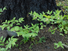 Load image into Gallery viewer, A small population of Hooker’s fairybells (Prosartes hookeri) at the trunk of a giant tree. One of approximately 200 species of Pacific Northwest native plants available at Sparrowhawk Native Plants, native plant Nursery in Portland, Oregon.