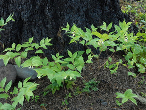 A small population of Hooker’s fairybells (Prosartes hookeri) at the trunk of a giant tree. One of approximately 200 species of Pacific Northwest native plants available at Sparrowhawk Native Plants, native plant Nursery in Portland, Oregon.