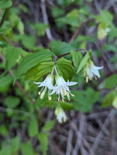Load image into Gallery viewer, Close up of the white flowers of Hooker’s fairybells (Prosartes hookeri). One of approximately 200 species of Pacific Northwest native plants available at Sparrowhawk Native Plants, native plant Nursery in Portland, Oregon.