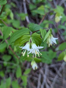 Close up of the white flowers of Hooker’s fairybells (Prosartes hookeri). One of approximately 200 species of Pacific Northwest native plants available at Sparrowhawk Native Plants, native plant Nursery in Portland, Oregon.