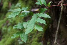Load image into Gallery viewer, Close up of the leaves and stems of Hooker’s fairybells (Prosartes hookeri). One of approximately 200 species of Pacific Northwest native plants available at Sparrowhawk Native Plants, native plant Nursery in Portland, Oregon.