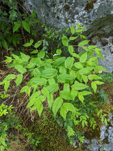Load image into Gallery viewer, Overhead look at the branches and leaves of Hooker’s fairybells (Prosartes hookeri). One of approximately 200 species of Pacific Northwest native plants available at Sparrowhawk Native Plants, native plant Nursery in Portland, Oregon.