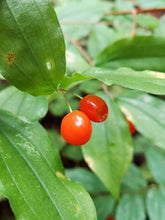 Load image into Gallery viewer, Close up of the bright red fruits of Hooker’s fairybells (Prosartes hookeri). One of approximately 200 species of Pacific Northwest native plants available at Sparrowhawk Native Plants, native plant Nursery in Portland, Oregon.