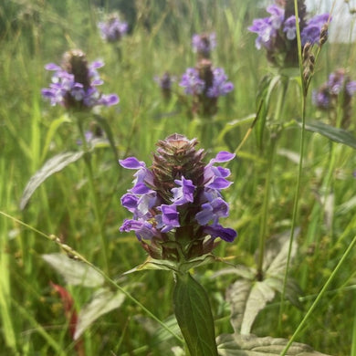 Closeup of the purple flower of self-heal (Prunella vulgaris ssp. lanceolata) in a meadow. One of approximately 200 species of Pacific Northwest native plants available at Sparrowhawk Native Plants in Portland, Oregon