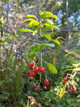 Load image into Gallery viewer, Close-up of the bright red berries of a native bitter cherry (Prunus emarginata) tree growing in the wild. Another stunning Pacific Northwest native tree available at Sparrowhawk Native Plants nursery in Portland, Oregon.