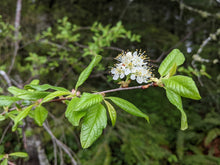 Load image into Gallery viewer, Close up of a branch with a cluster of white bitter cherry flowers (Prunus emarginata). Another stunning Pacific Northwest native tree available at Sparrowhawk Native Plants nursery in Portland, Oregon.