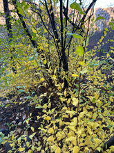 Load image into Gallery viewer, Native bitter cherry (Prunus emarginata) tree flaunting its yellow fall leaves. Another stunning Pacific Northwest native tree available at Sparrowhawk Native Plants nursery in Portland, Oregon.