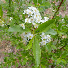 Load image into Gallery viewer, Close-up of the leaves and new white flowers of a native bitter cherry (Prunus emarginata) tree growing in the wild. Another stunning Pacific Northwest native tree available at Sparrowhawk Native Plants nursery in Portland, Oregon.