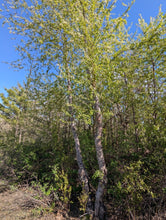 Load image into Gallery viewer, A young native bitter cherry (Prunus emarginata) tree growing in the wild. Another stunning Pacific Northwest native tree available at Sparrowhawk Native Plants nursery in Portland, Oregon.