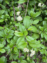 Load image into Gallery viewer, Bitter Cherry