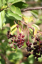 Load image into Gallery viewer, Close-up of common chokecherry leaves and berries (Prunus virginiana). Another stunning Pacific Northwest native small tree available at Sparrowhawk Native Plants Nursery in Portland, Oregon.