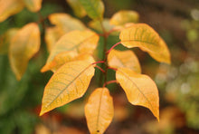 Load image into Gallery viewer, Close-up of golden leaves of common chokecherry (Prunus virginiana) in fall. Another stunning Pacific Northwest native small tree available at Sparrowhawk Native Plants Nursery in Portland, Oregon.