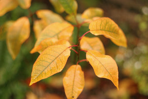 Close-up of golden leaves of common chokecherry (Prunus virginiana) in fall. Another stunning Pacific Northwest native small tree available at Sparrowhawk Native Plants Nursery in Portland, Oregon.