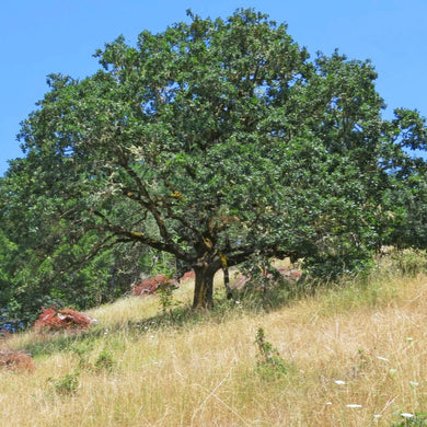 The middle-aged form of Oregon white oak (Quercus garryana) in a savanna. A Pacific Northwest native tree available at Sparrowhawk Native Plants in Portland, Oregon.