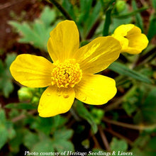 Load image into Gallery viewer, Close-up of Oregon native wildflower Ranunculus occidentalis (Western buttercup). Available at Sparrowhawk Native Plants Nursery in Portland, Oregon.