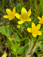 Load image into Gallery viewer, Close up of the blooms of straightbeak buttercup (Ranunculus orthorhynchus). One of approximately 200 species of Pacific Northwest native plants available at Sparrowhawk Native Plants, native plant nursery in Portland, Oregon.