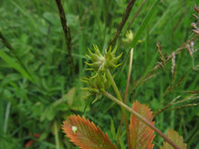 Load image into Gallery viewer, Closeup of the fruits of straightbeak buttercup (Ranunculus orthorhynchus) in full bloom. One of approximately 200 species of Pacific Northwest native plants available at Sparrowhawk Native Plants, native plant nursery in Portland, Oregon.