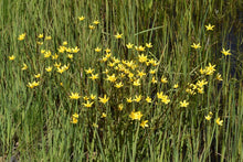 Load image into Gallery viewer, A wetland featuring straightbeak buttercup (Ranunculus orthorhynchus) in full bloom. One of approximately 200 species of Pacific Northwest native plants available at Sparrowhawk Native Plants, native plant nursery in Portland, Oregon.