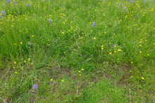 Load image into Gallery viewer, A wild meadow featuring straightbeak buttercup (Ranunculus orthorhynchus) in full bloom. One of approximately 200 species of Pacific Northwest native plants available at Sparrowhawk Native Plants, native plant nursery in Portland, Oregon.