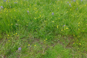 A wild meadow featuring straightbeak buttercup (Ranunculus orthorhynchus) in full bloom. One of approximately 200 species of Pacific Northwest native plants available at Sparrowhawk Native Plants, native plant nursery in Portland, Oregon.