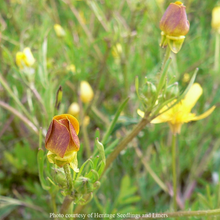 Load image into Gallery viewer, Close up of the blooms of straightbeak buttercup (Ranunculus orthorhynchus). One of approximately 200 species of Pacific Northwest native plants available at Sparrowhawk Native Plants, native plant nursery in Portland, Oregon.