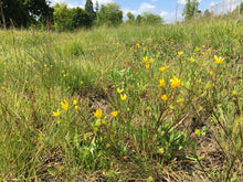 Load image into Gallery viewer, A wild meadow featuring straightbeak buttercup (Ranunculus orthorhynchus) in full bloom. One of approximately 200 species of Pacific Northwest native plants available at Sparrowhawk Native Plants, native plant nursery in Portland, Oregon.