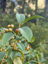 Load image into Gallery viewer, Coffeeberry