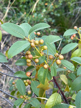 Load image into Gallery viewer, Coffeeberry