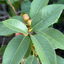 Load image into Gallery viewer, Coffeeberry