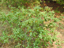 Load image into Gallery viewer, Coffeeberry