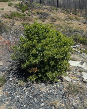 Load image into Gallery viewer, Coffeeberry