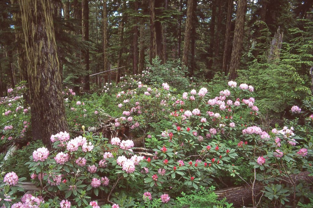 Oregon Native Rhododendron Pacific Rhododendron (Rhododendron macrophyllum) – Sparrowhawk Native ...