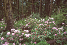 Load image into Gallery viewer, A flowering population of Pacific rhododendron (Rhododendron macrophyllum) in its native forest habitat. One of approximately 200 species of Pacific Northwest native plants available at Sparrowhawk Native Plants, native plant nursery in Portland, Oregon.