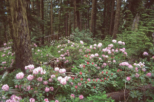 A flowering population of Pacific rhododendron (Rhododendron macrophyllum) in its native forest habitat. One of approximately 200 species of Pacific Northwest native plants available at Sparrowhawk Native Plants, native plant nursery in Portland, Oregon.
