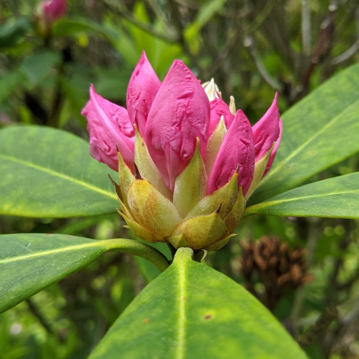 Close up of bright pink flower buds if Pacific rhododendron (Rhododendron macrophyllum). One of approximately 200 species of Pacific Northwest native plants available at Sparrowhawk Native Plants, native plant nursery in Portland, Oregon.