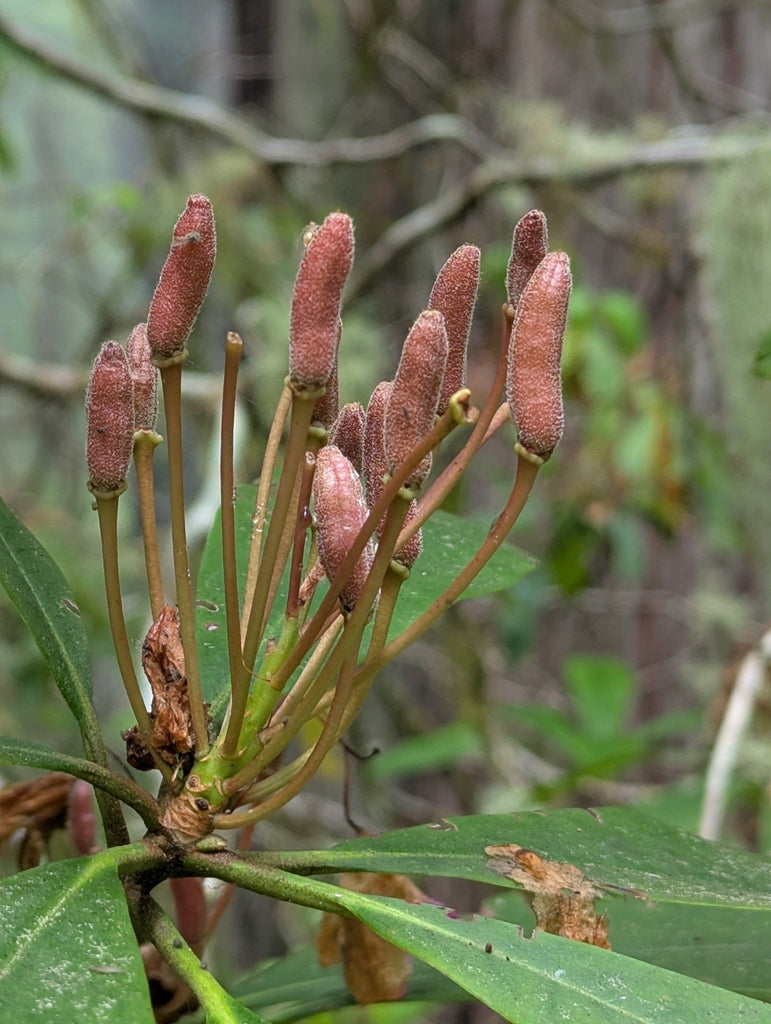 Pacific Rhodadendron Pacific Rhododendron (Rhododendron macrophyllum) – Sparrowhawk Native ...