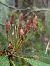 Load image into Gallery viewer, Close up of the fruits/seed pods of Pacific rhododendron (Rhododendron macrophyllum). One of approximately 200 species of Pacific Northwest native plants available at Sparrowhawk Native Plants, native plant nursery in Portland, Oregon.