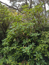 Load image into Gallery viewer, Form/growth habit of Pacific rhododendron (Rhododendron macrophyllum). One of approximately 200 species of Pacific Northwest native plants available at Sparrowhawk Native Plants, native plant nursery in Portland, Oregon.