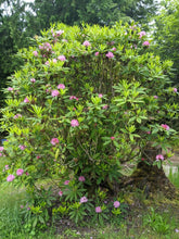 Load image into Gallery viewer, Form/growth habit of Pacific rhododendron (Rhododendron macrophyllum) in flower. One of approximately 200 species of Pacific Northwest native plants available at Sparrowhawk Native Plants, native plant nursery in Portland, Oregon.