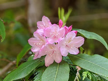 Load image into Gallery viewer, Close up of a dusty pink Pacific rhododendron flower clusters (Rhododendron macrophyllum). One of approximately 200 species of Pacific Northwest native plants available at Sparrowhawk Native Plants, native plant nursery in Portland, Oregon.