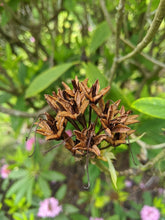 Load image into Gallery viewer, Close up of the open, dried seed pods of Pacific rhododendron (Rhododendron macrophyllum). One of approximately 200 species of Pacific Northwest native plants available at Sparrowhawk Native Plants, native plant nursery in Portland, Oregon.