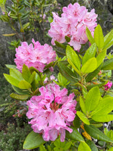 Load image into Gallery viewer, Three bright pink Pacific rhododendron flower clusters (Rhododendron macrophyllum). One of approximately 200 species of Pacific Northwest native plants available at Sparrowhawk Native Plants, native plant nursery in Portland, Oregon.